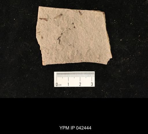 undet. Hexapoda