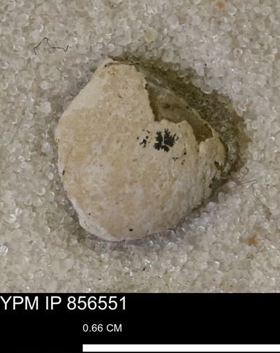 Limopsis striatopunctatus