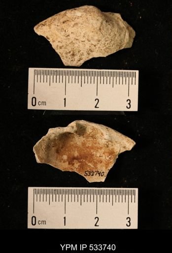 Mya truncata