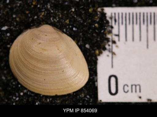 Limopsis striatopunctatus