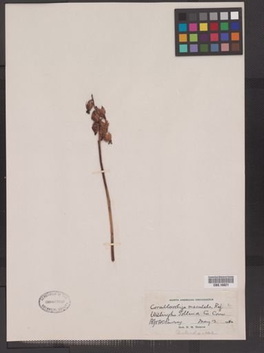 Corallorhiza maculata