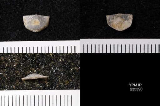 Eolissochonetes keyesi