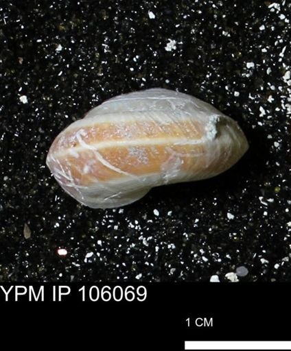 Poecilozonites bermudensis zonatus