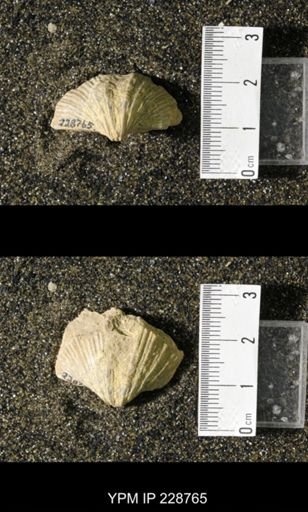 Neospirifer triplicatus