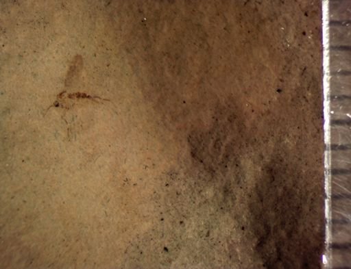 undet. Diptera