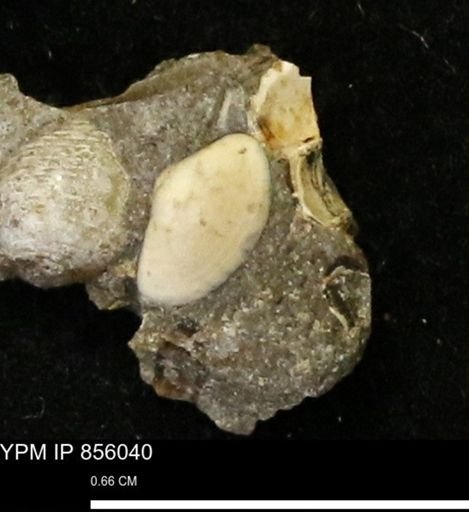 Nuculana sp.