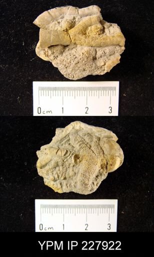Onychaster