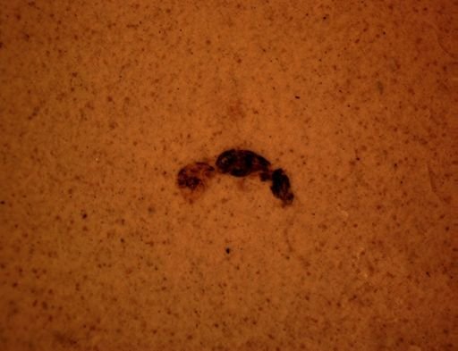 undet. Hymenoptera