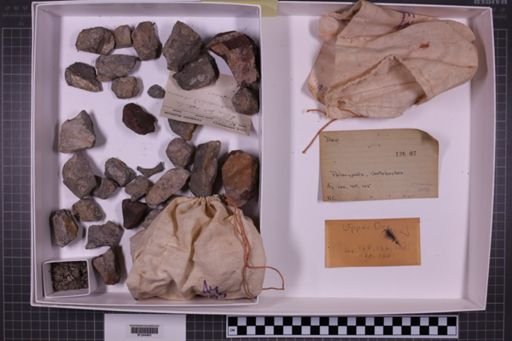 mixed taxa, stratigraphic collection
