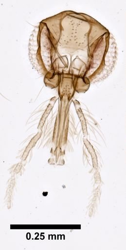 Lutzomyia intermedia