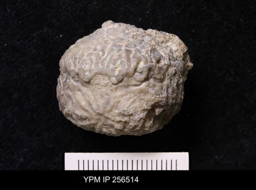 Dolatocrinus asterias