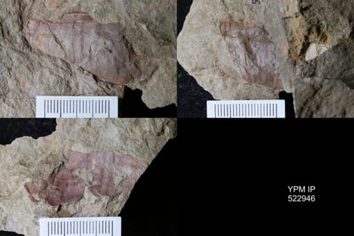 undet. Nautiloidea