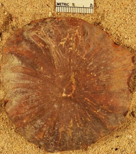 Annularia
