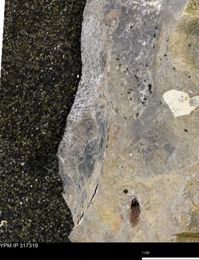 undet. Scaphitidae
