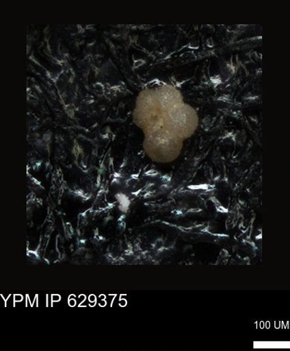 undet. Foraminiferida