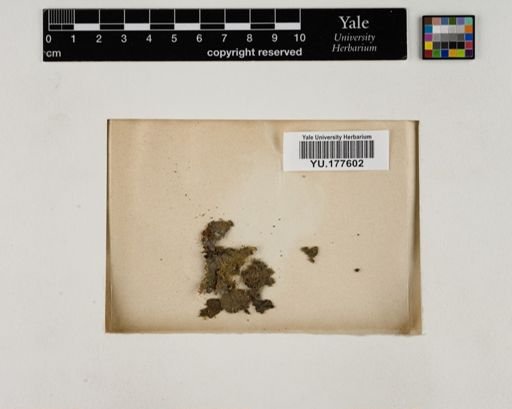 Plantae