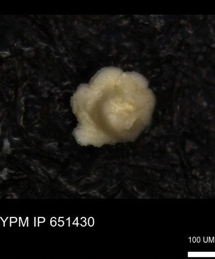 undet. Foraminiferida
