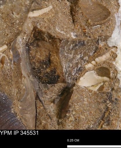 undet. Bivalvia