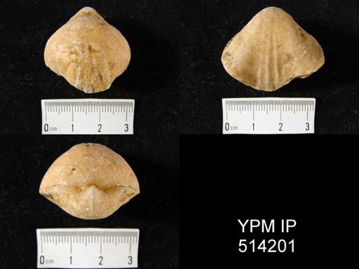 Camarophoria purdoni