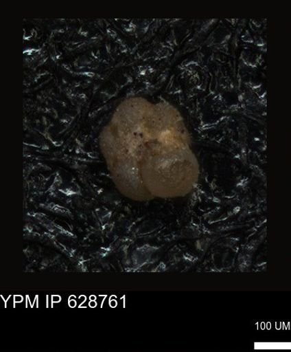 undet. Foraminiferida