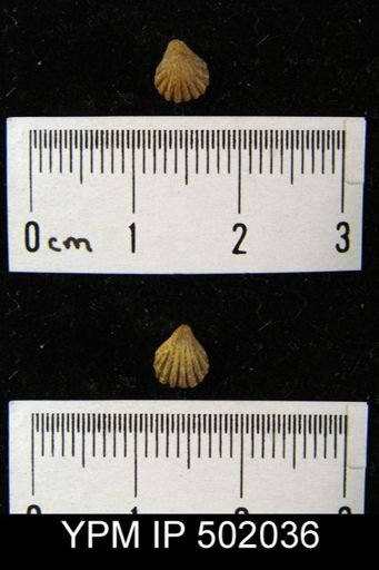 Hustedia mormoni