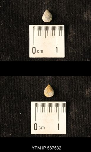 Camarotoechia whitei