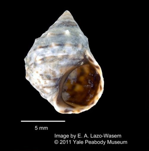 Littorina millegrana