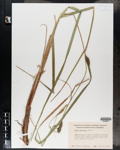 Carex lacustris