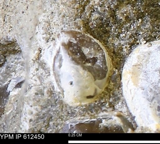 undet. Bivalvia