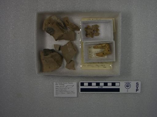 Coryphodon sp.