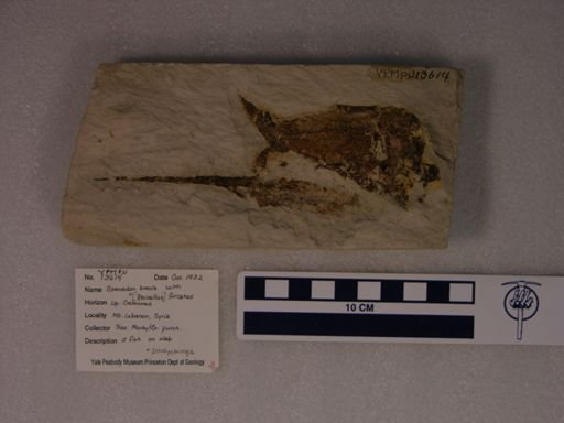 Spaniodon brevis