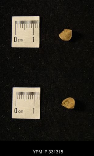 Pleurotomaria brazoensis