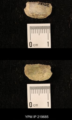 Chonetes granulifer