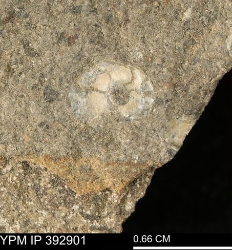 Scaphites sp.