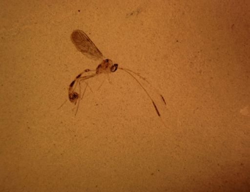 undet. Ichneumonidae