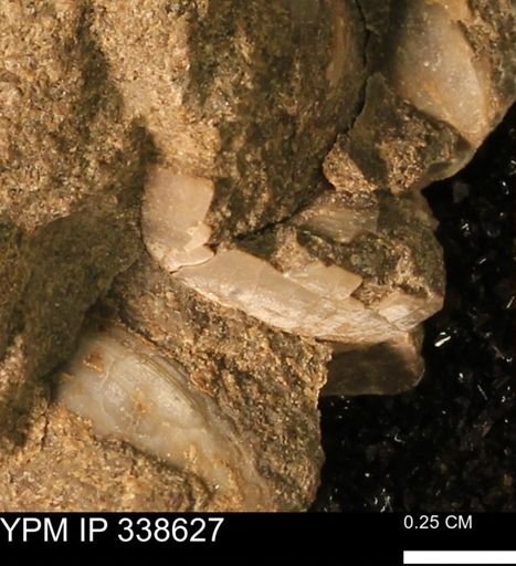 Protocardia subquadrata