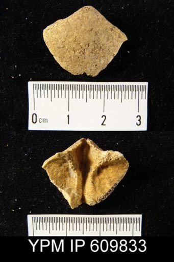 Meristella sp.
