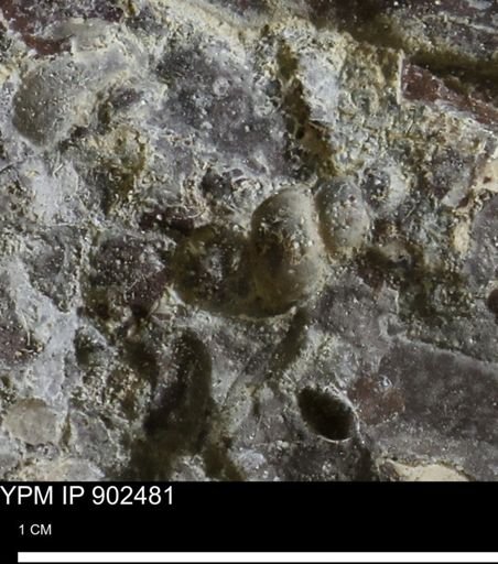 undet. Mollusca