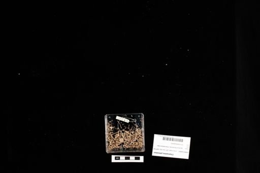 Chamaeleo johnstoni