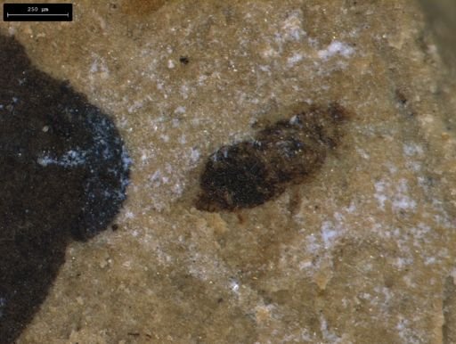 taxon undetermined