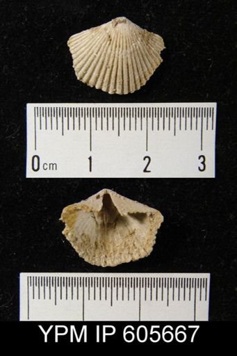 Hesperorthis sp.