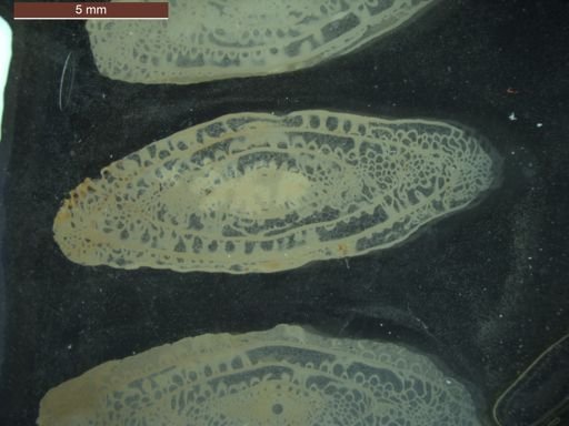 Pseudoschwagerina texana
