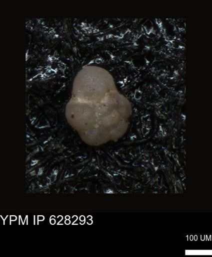 undet. Foraminiferida