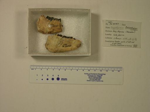 Archaeohyrax