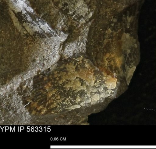 Oxytoma (Hypoxytoma)
