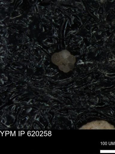 undet. Rugoglobigerinidae