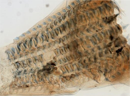 Doryteuthis pealeii