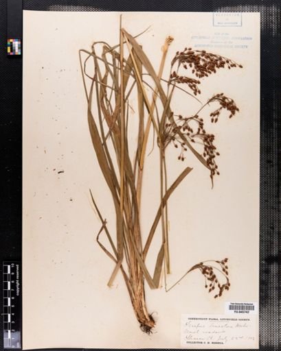 Scirpus lineatus