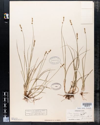 Carex rosea
