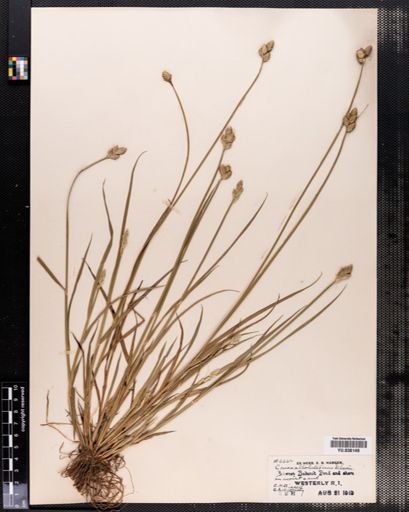Carex albolutescens